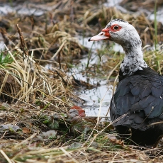 Muskusinė antis - Cairina moschata var. domestica | Fotografas Gintautas Steiblys