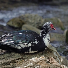 Muskusinė antis - Cairina moschata var. domestica | Fotografas Gintautas Steiblys