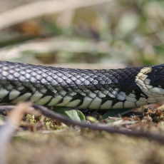 Geltonskruostis žaltys - Natrix natrix | Fotografas Gintautas Steiblys