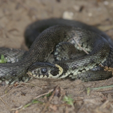 Geltonskruostis žaltys - Natrix natrix | Fotografas Gintautas Steiblys
