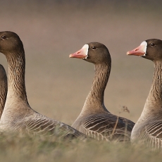 Baltakaktės žąsys - Anser albifrons | Fotografas Gintautas Steiblys