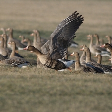 Baltakaktės žąsys - Anser albifrons | Fotografas Gintautas Steiblys