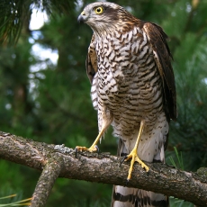 Paprastasis paukštvanagis - Accipiter nisus | Fotografas Gintautas Steiblys