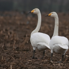 Gulbės giesmininkės - Cygnus cygnus | Fotografas Gintautas Steiblys