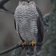 Paprastasis paukštvanagis - Accipiter nisus ♀ | Fotografas Gintautas Steiblys