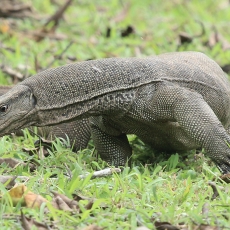 Bengalinis varanas - Varanus bengalensis | Fotografas Gintautas Steiblys