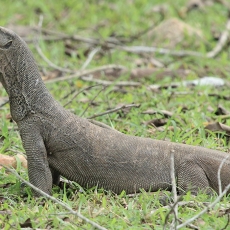Bengalinis varanas - Varanus bengalensis | Fotografas Gintautas Steiblys