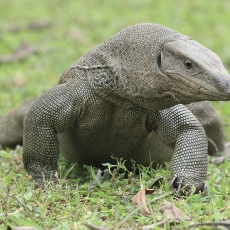 Bengalinis varanas - Varanus bengalensis | Fotografas Gintautas Steiblys