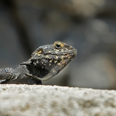 Žvaigždėtoji agama - Laudakia stellio | Fotografas Gintautas Steiblys