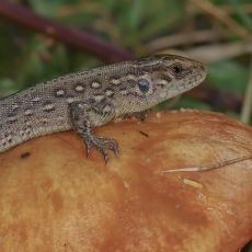 Vikrusis driežas - Lacerta agilis  | Fotografas Gintautas Steiblys