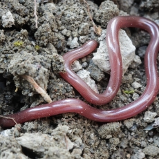 Europinis aklažaltis - Xerotyphlops vermicularis | Fotografas Gintautas Steiblys