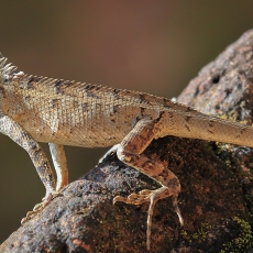 Raudongurklis kalotas - Calotes versicolor | Fotografas Gintautas Steiblys
