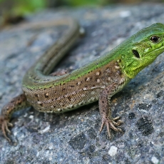 Vikrusis driežas - Lacerta agilis ♂ | Fotografas Gintautas Steiblys