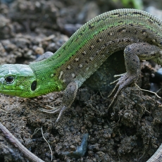 Vikrusis driežas - Lacerta agilis ♂ | Fotografas Gintautas Steiblys