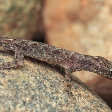 Uolinis gekonas - Cnemaspis sp. | Fotografas Gintautas Steiblys