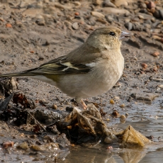 Paprastasis kikilis - Fringilla coelebs ♀ | Fotografas Gintautas Steiblys