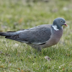Paprastasis keršulis - Columba palumbus | Fotografas Gintautas Steiblys