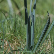 Tariamasis narcizas - Narcissus pseudonarcissus | Fotografas Gintautas Steiblys