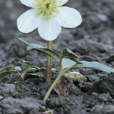 Eleboras - Helleborus × nigercors | Fotografas Gintautas Steiblys