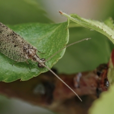 Lapasparnis - Hemerobius humulinus | Fotografas Gintautas Steiblys