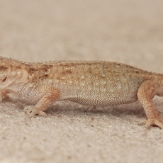 Alžyro sieninis gekonas - Tarentola neglecta | Fotografas Gintautas Steiblys