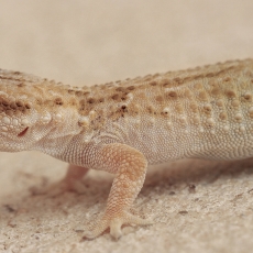 Alžyro sieninis gekonas - Tarentola neglecta | Fotografas Gintautas Steiblys
