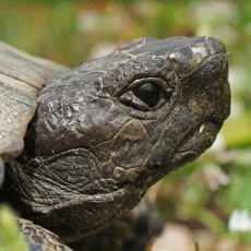 Graikinis vėžlys - Testudo graeca | Fotografas Gintautas Steiblys