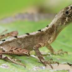 Laibakojė agama - Otocryptis wiegmanni | Fotografas Gintautas Steiblys