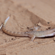 Tripolio nykštukinis gekonas - Tropiocolotes tripolitanus | Fotografas Gintautas Steiblys