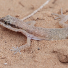Tripolio nykštukinis gekonas - Tropiocolotes tripolitanus | Fotografas Gintautas Steiblys