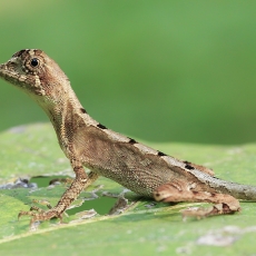 Laibakojė agama - Otocryptis wiegmanni | Fotografas Gintautas Steiblys