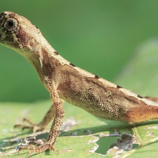 Laibakojė agama - Otocryptis wiegmanni | Fotografas Gintautas Steiblys