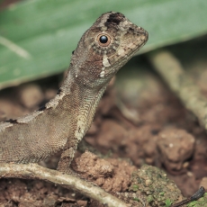 Laibakojė agama - Otocryptis wiegmanni | Fotografas Gintautas Steiblys