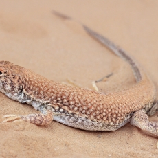 Driežas - Acanthodactylus dumerilii | Fotografas Gintautas Steiblys