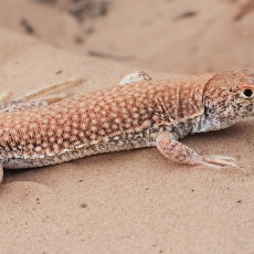 Driežas - Acanthodactylus dumerilii | Fotografas Gintautas Steiblys