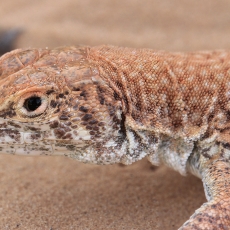 Driežas - Acanthodactylus dumerilii | Fotografas Gintautas Steiblys