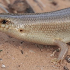 Dėmėtasis chalcidas - Chalcides ocellatus | Fotografas Gintautas Steiblys