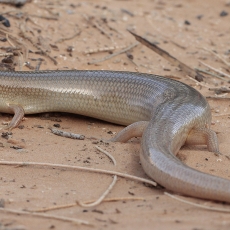 Dėmėtasis chalcidas - Chalcides ocellatus | Fotografas Gintautas Steiblys