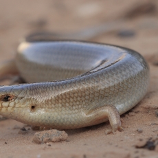 Dėmėtasis chalcidas - Chalcides ocellatus | Fotografas Gintautas Steiblys