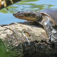 Šrilankinis minkštavėžlis - Lissemys ceylonensis | Fotografas Gintautas Steiblys