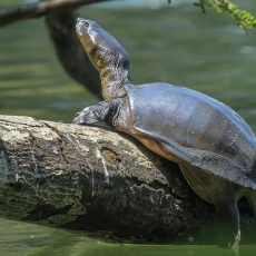 Šrilankinis minkštavėžlis - Lissemys ceylonensis | Fotografas Gintautas Steiblys