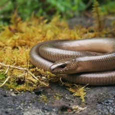 Rytinis gluodenas - Anguis colchica | Fotografas Gintautas Steiblys