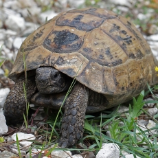 Graikinis vėžlys - Testudo graeca | Fotografas Gintautas Steiblys
