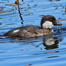 Klykuolė - Bucephala clangula, juv. | Fotografas Gintautas Steiblys