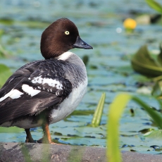 Klykuolė - Bucephala clangula ♀ | Fotografas Gintautas Steiblys