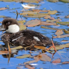 Klykuolė - Bucephala clangula, juv. | Fotografas Gintautas Steiblys