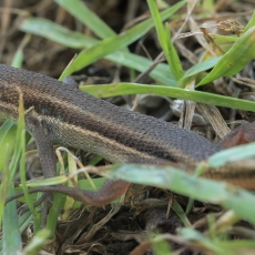Driežas - Psammodromus algirus | Fotografas Gintautas Steiblys