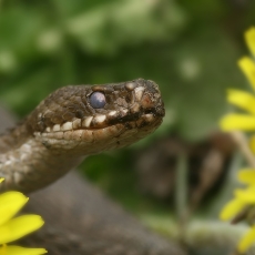 Paprastoji angis - Vipera berus | Fotografas Gintautas Steiblys
