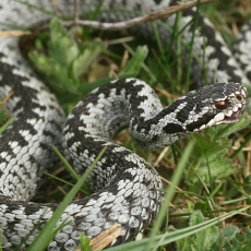 Paprastoji angis - Vipera berus | Fotografas Gintautas Steiblys