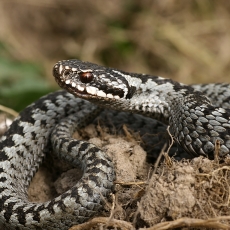 Paprastoji angis - Vipera berus | Fotografas Gintautas Steiblys